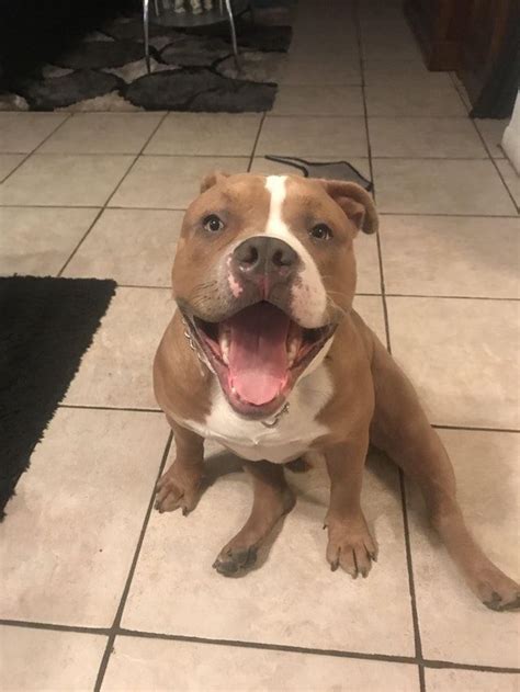 reddit pitbulls|More.